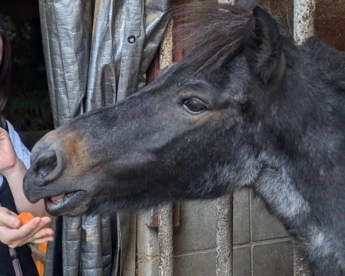 牧場🐴🎵